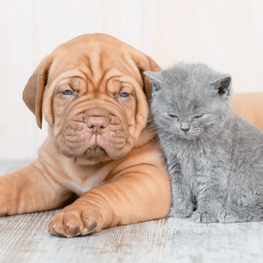 Puppy & Kitten Care