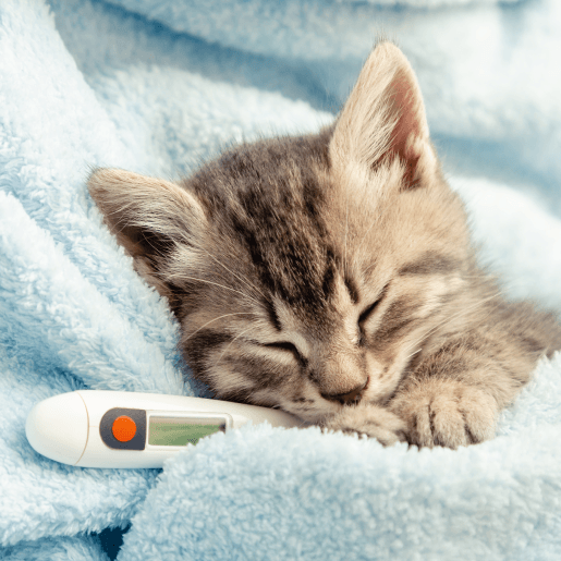 Sick Pet Care