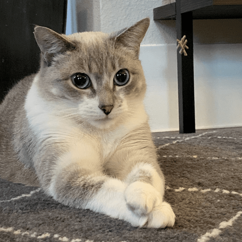 Lyra, Director of Design & Décor